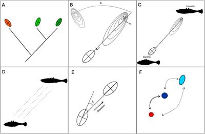 Developmental bias as a cause and consequence of adaptive radiation and divergence